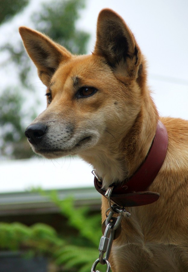 Dingo Extinction - Dogslife. Dog Breeds Magazine