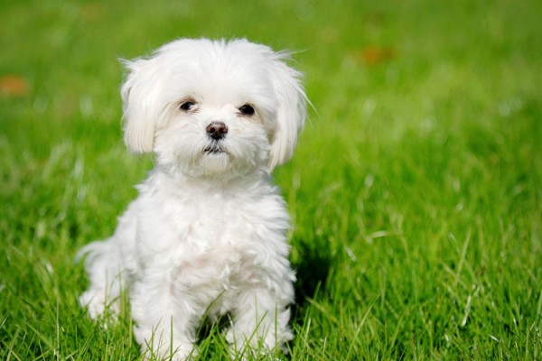 Maltese-dog