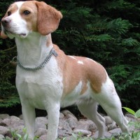 Beagle-adult