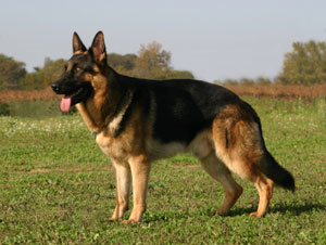 big german shepherd