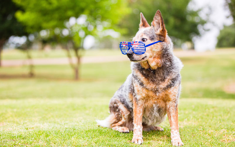 https://www.dogslife.com.au/wp-content/uploads/2008/12/Cattle-Dog.jpg