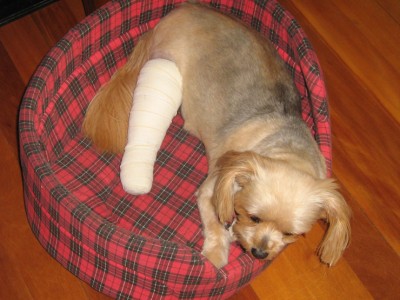 Healing Sports Injuries - Dogslife. Dog Breeds Magazine