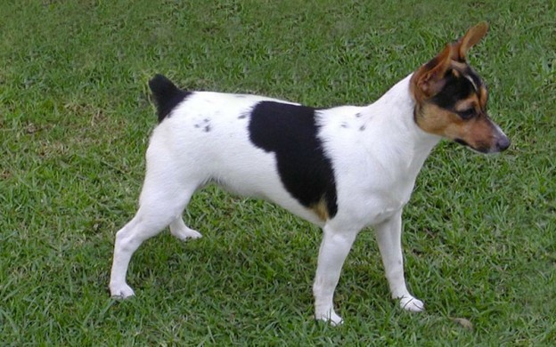 Tenterfield Terrier: Breed Information, Dog Facts and Care Advice ...