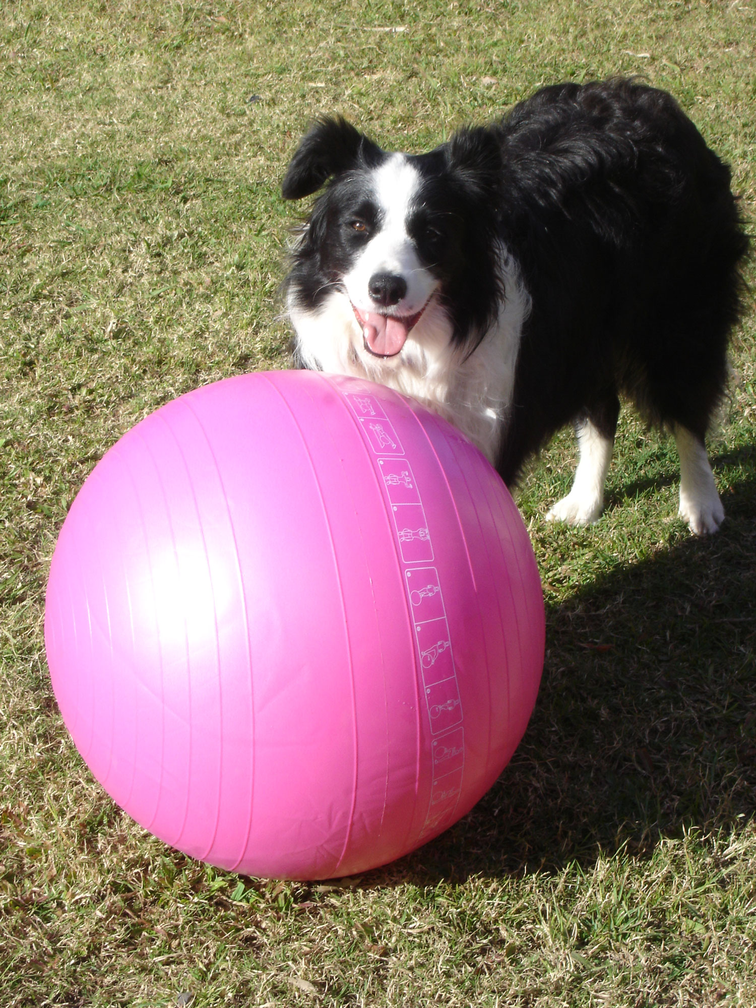 Try Treibball! The New Herding Sport - No Sheep Required - Whole Dog Journal