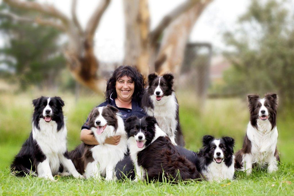 Border collie outlet kennels