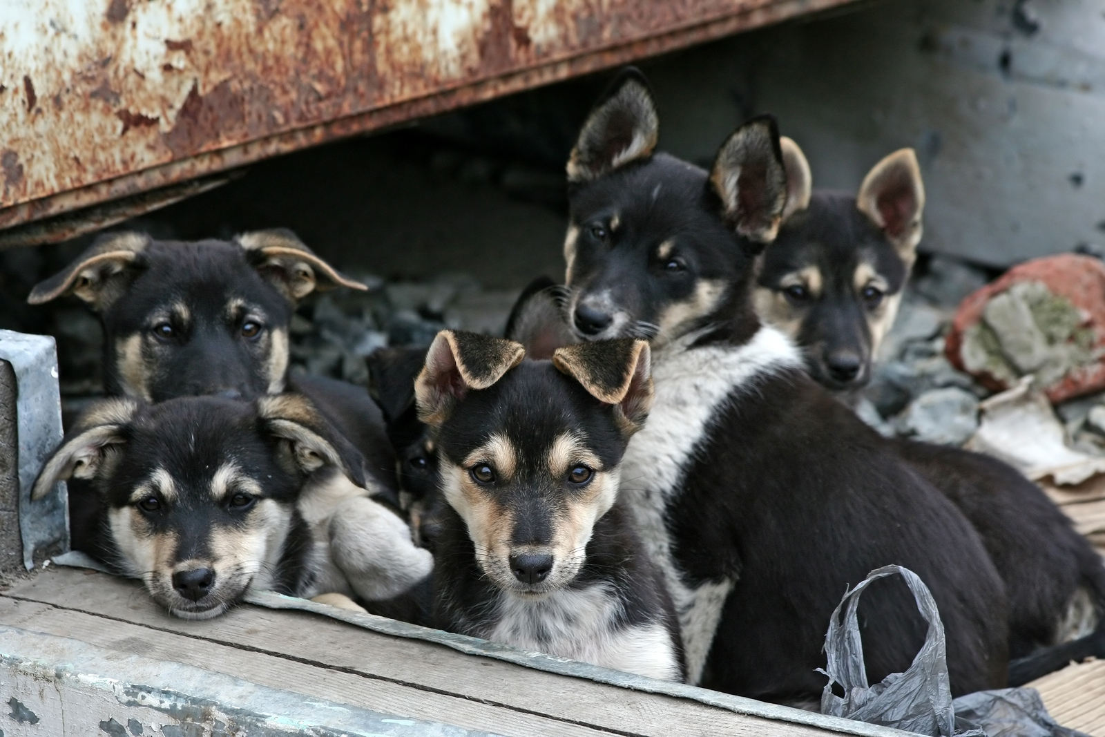 Animal hoarding Dogslife. Dog Breeds Magazine