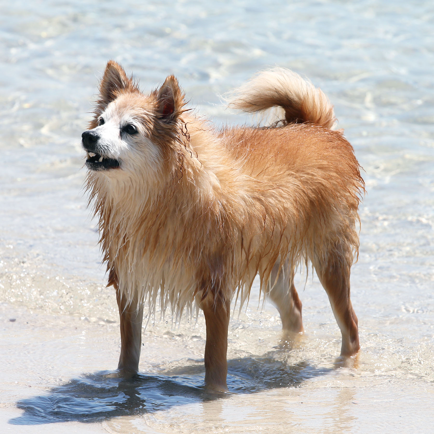 water-safety-for-dogs-dogslife-dog-breeds-magazine