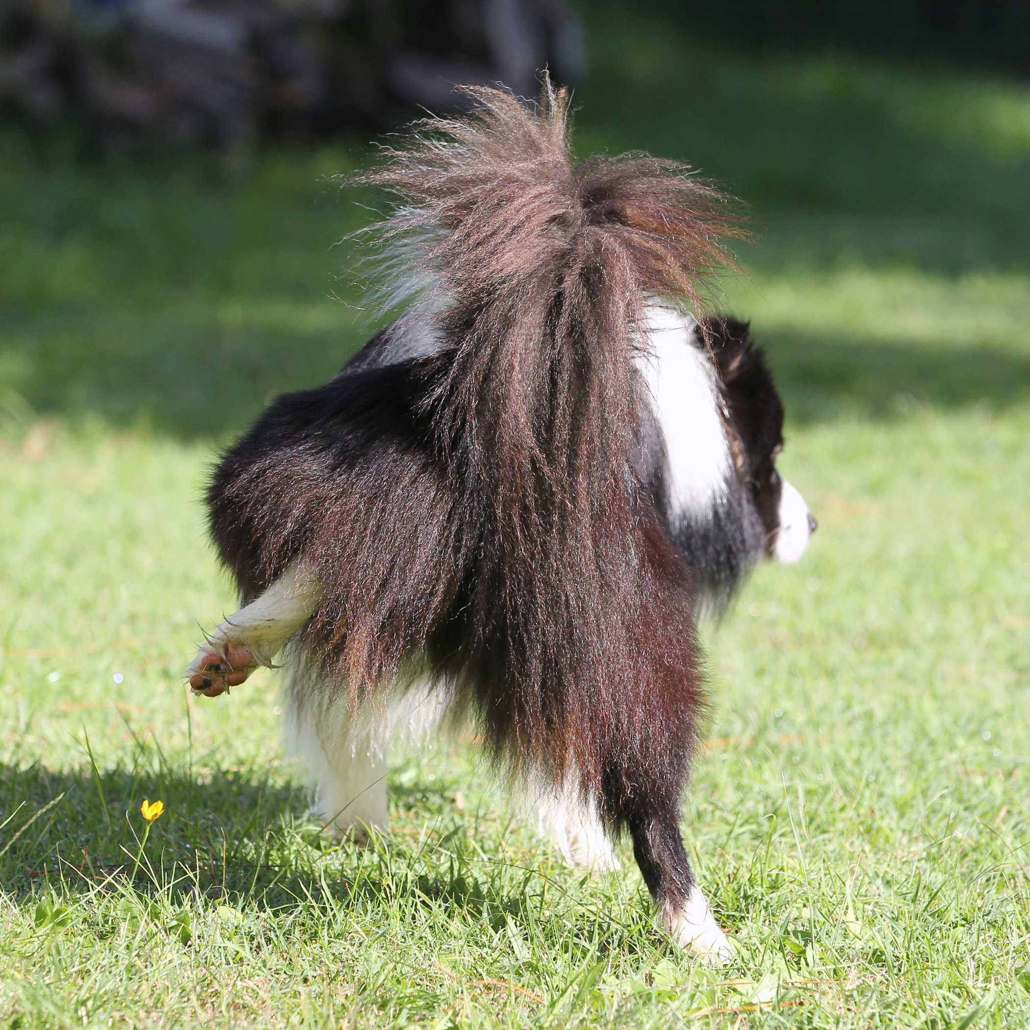 Puppy toilet training: How to toilet train your puppy - Dogslife. Dog 