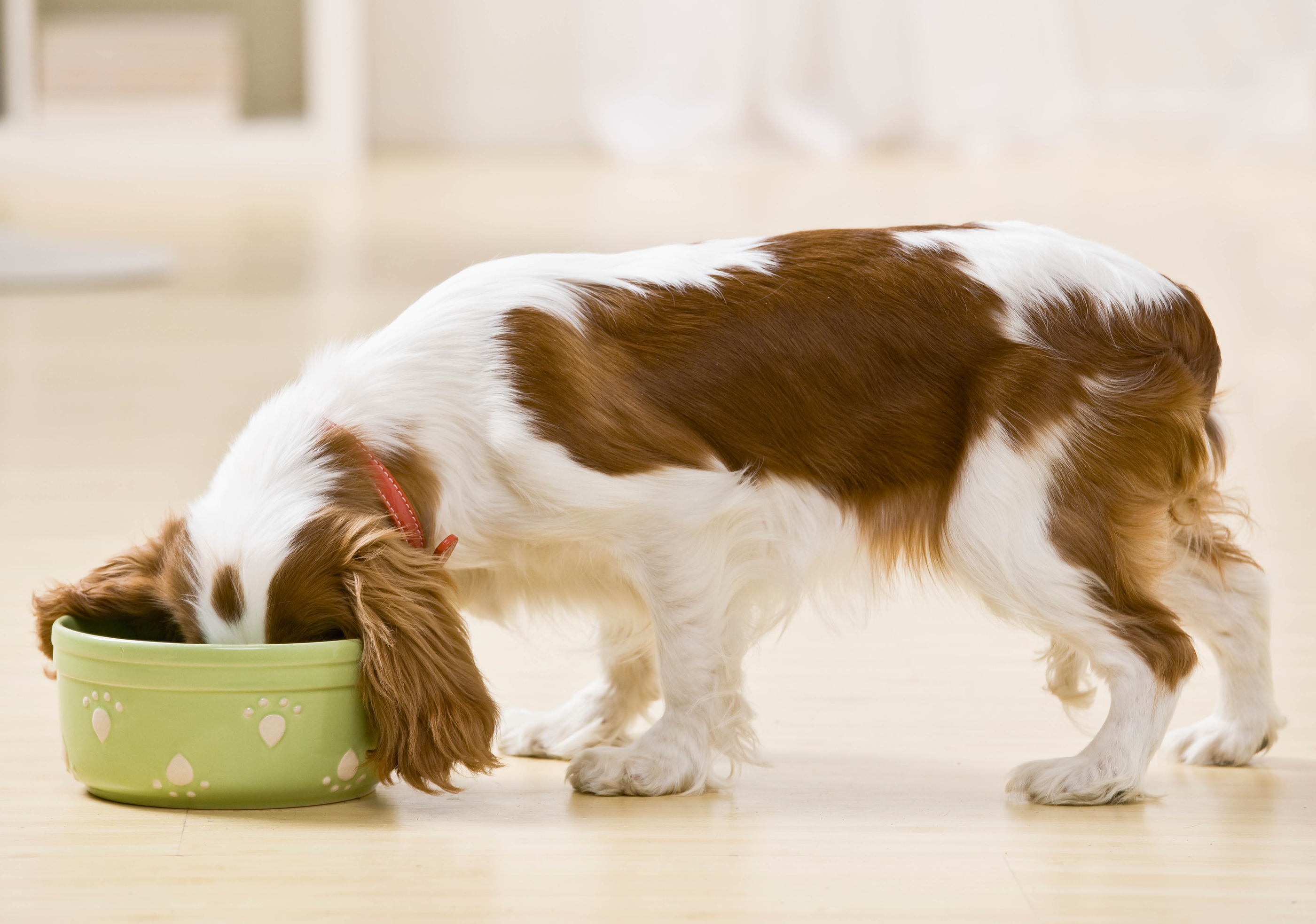 Feeding dogs. Собака кушает. Собака кушает корм. Собака ест из миски. Корм для собачек.