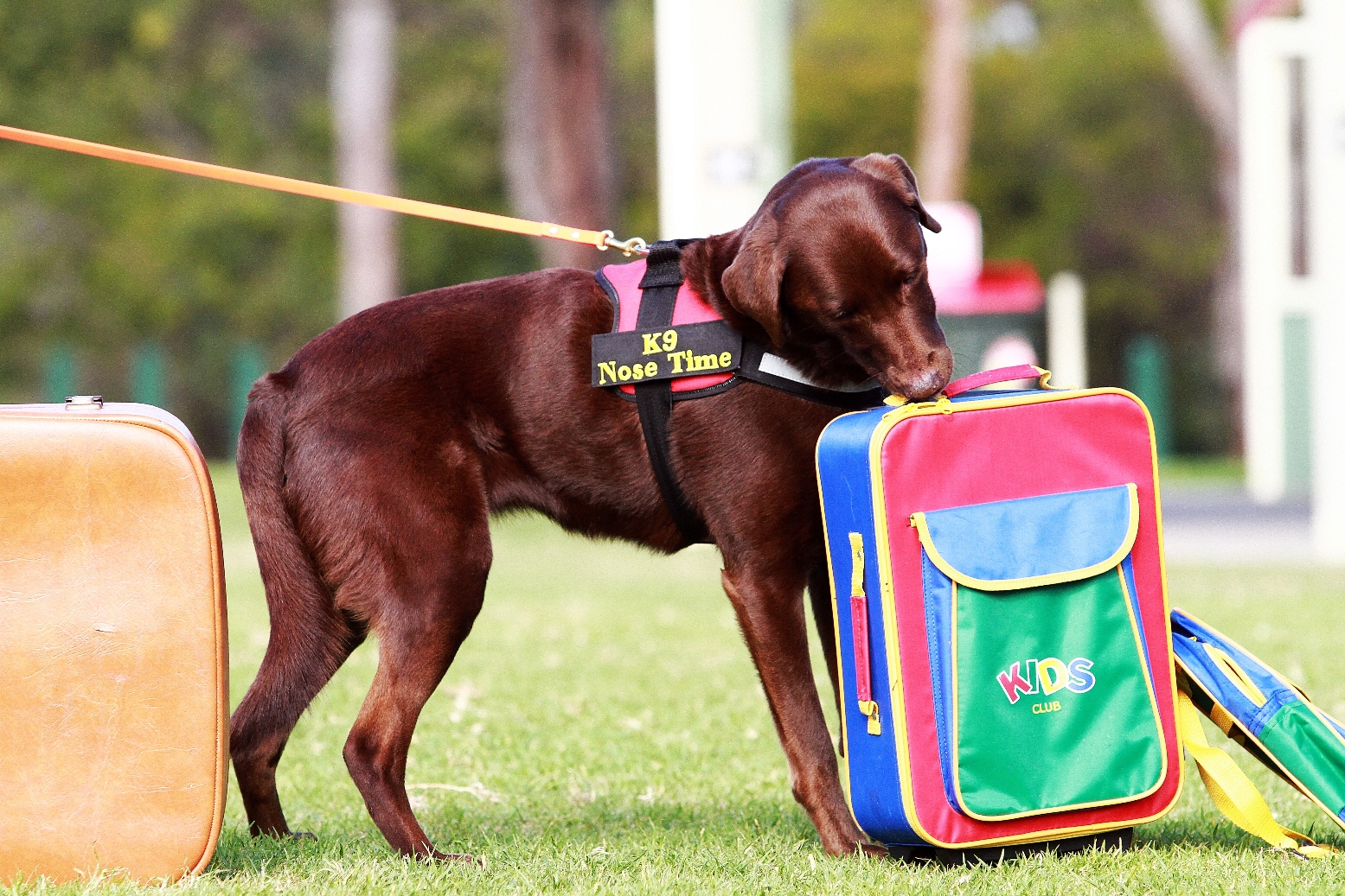 Canine Nose Work: A Fun Sport for All Dogs - The Everyday Dog Magazine