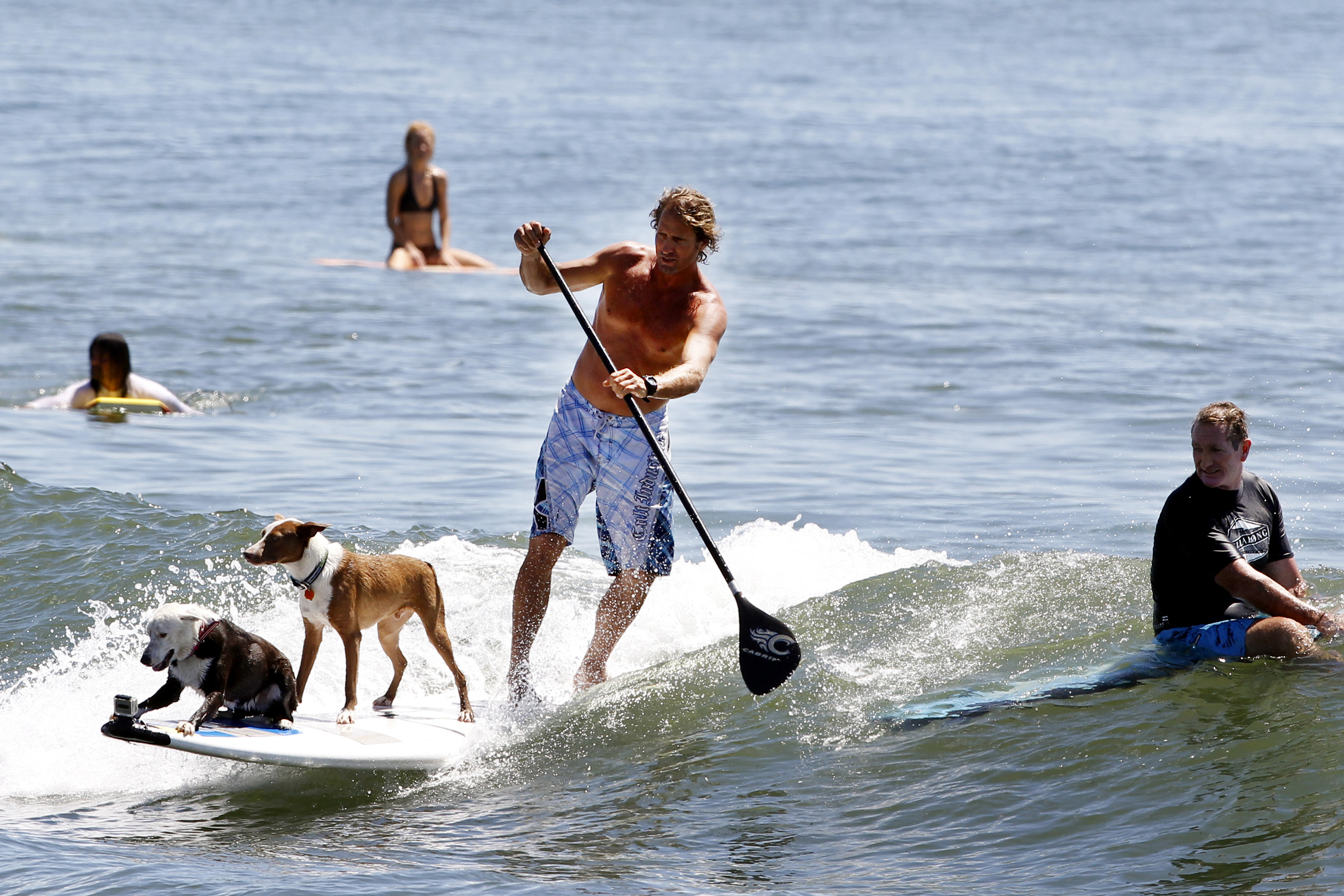 teach-your-dog-to-surf-dogslife-dog-breeds-magazine