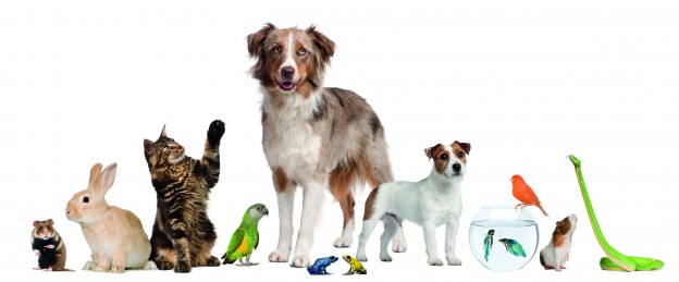 How To Start A Pet Business Dogslife Dog Breeds Magazine