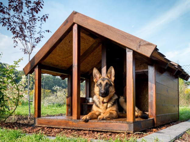 dog kennel build
