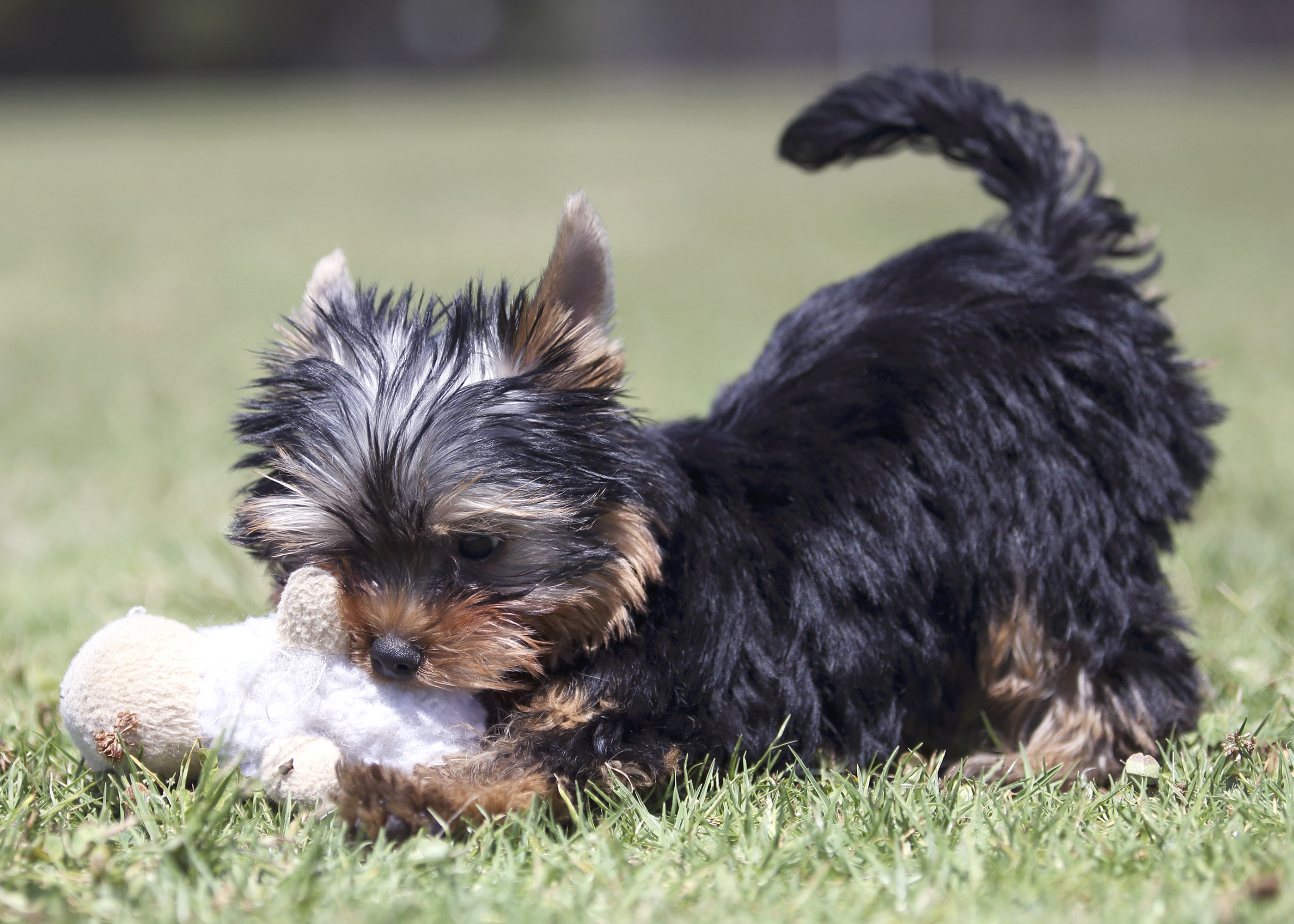 preventing-ticks-and-fleas-dogslife-dog-breeds-magazine