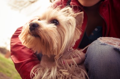 Renting with pets – what you should know - Dogslife. Dog Breeds Magazine