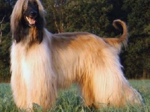 Afghan Hound