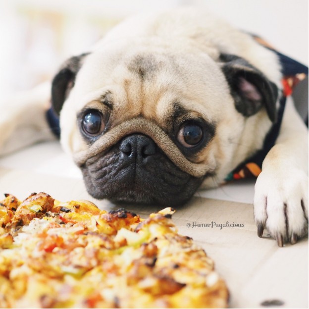 Meet Homer: The Famous Instagram Pug | Dogs Life Magazine - Dogslife ...