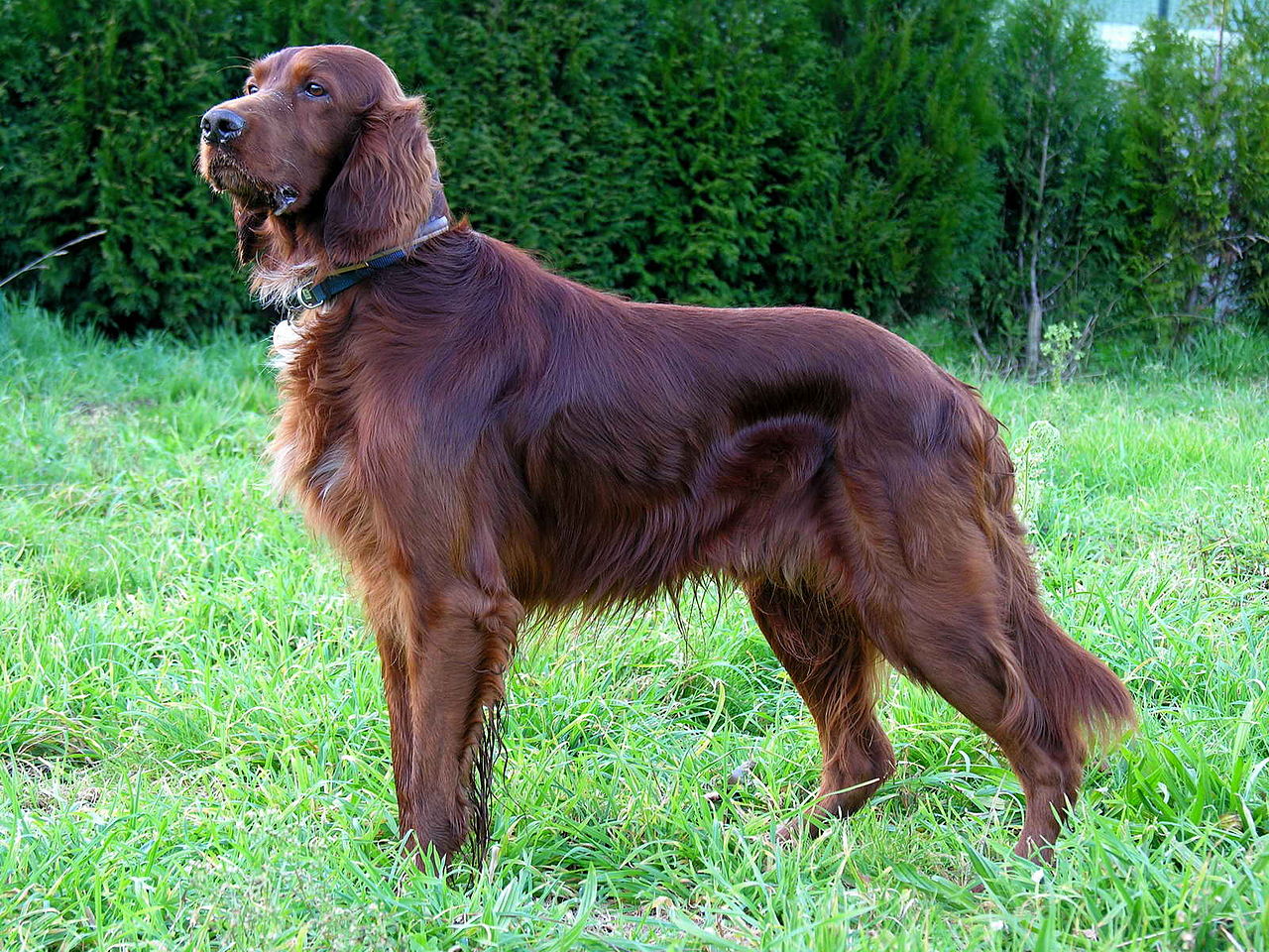 Irish setter hot sale mahogany red