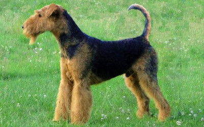 Airedale Terrier - Dogslife. Dog Breeds Magazine