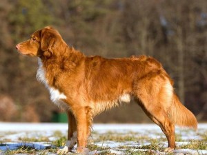 Nova Scotia Duck Tolling Retriever