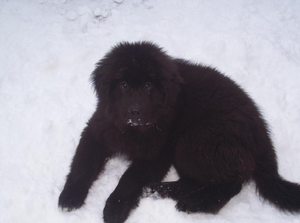 Newfoundland - Dogslife. Dog Breeds Magazine