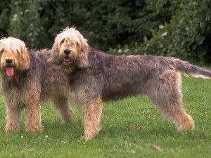 Otterhound