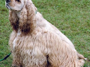 American Cocker Spaniel