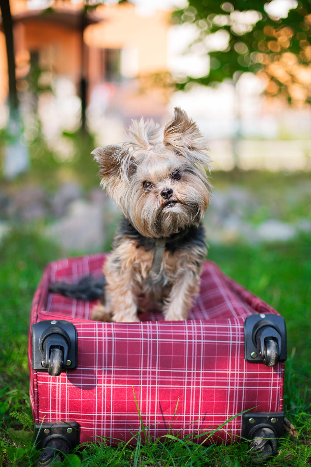 travel-overseas-with-your-pooch-dogslife-dog-breeds-magazine