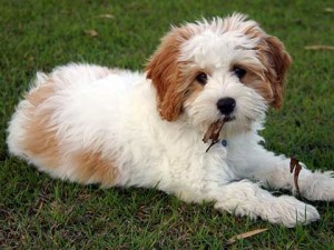 cavoodle