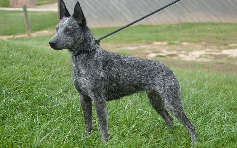 are blue heeler dogs aggressive