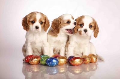 Happy Easter! - Dogslife. Dog Breeds Magazine