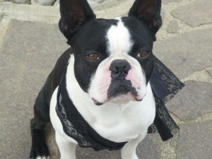 FrenchBulldog