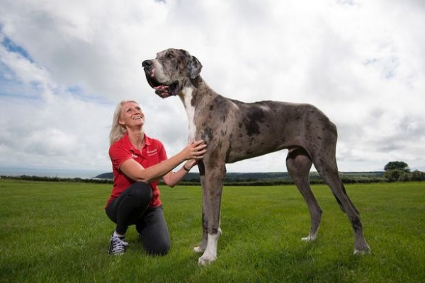 The World's Biggest Dog - Dogslife. Dog Breeds Magazine