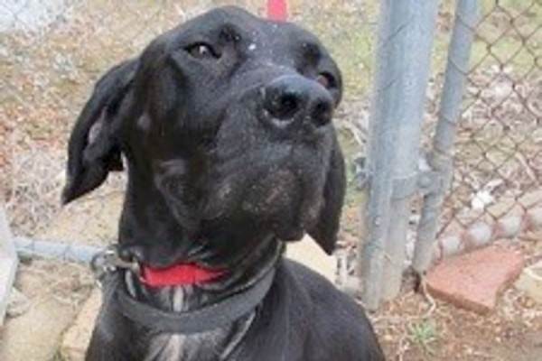 Western Australian dogs get a second chance