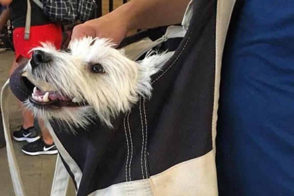 Dogs ride the New York subway