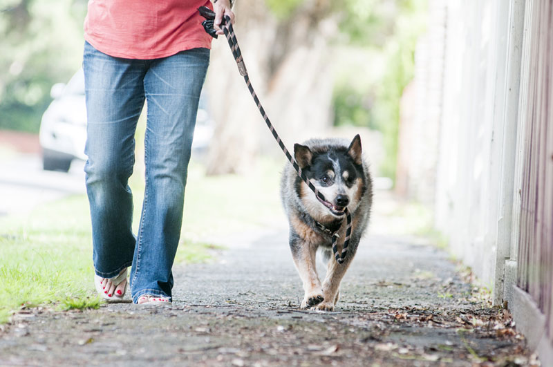 Our Ultimate Guide to Dog Walking - Dogslife. Dog Breeds Magazine