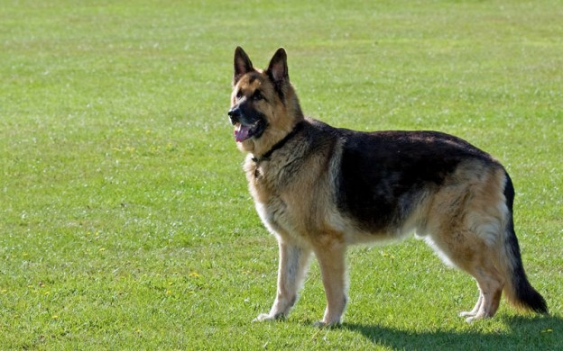 german shepherd type dogs