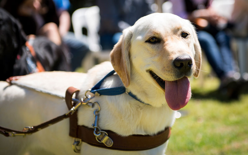 Guide Dogs Christmas Presentation Day - Dogslife. Dog Breeds Magazine