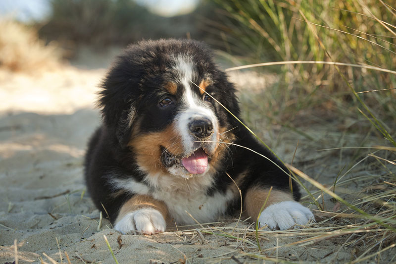 how can you keep your dog cool at the beach