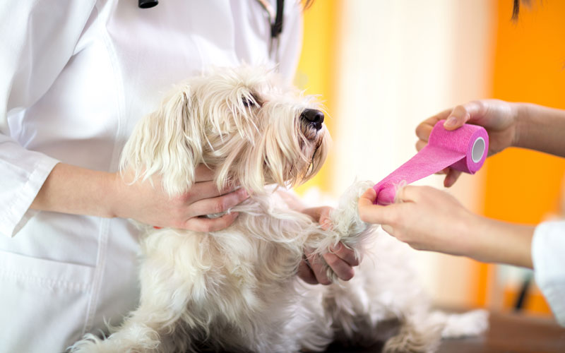 Dog first aid - Dogslife. Dog Breeds Magazine