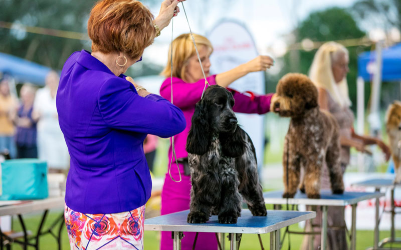 Top pedigree dogs on show for ‘Dogs NSW Dog of the Year’ Dogslife