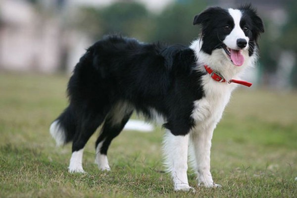 Border-Collie