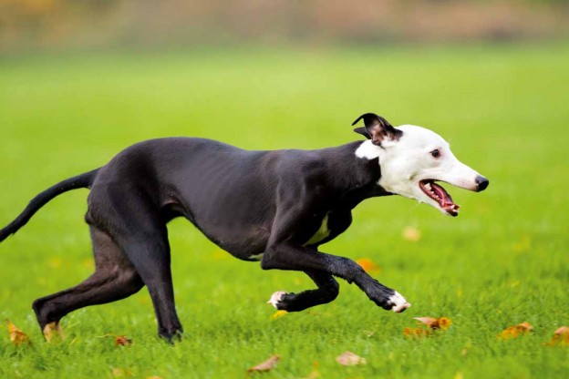 Lure coursing: the thrill of the chase - Dogslife. Dog Breeds Magazine