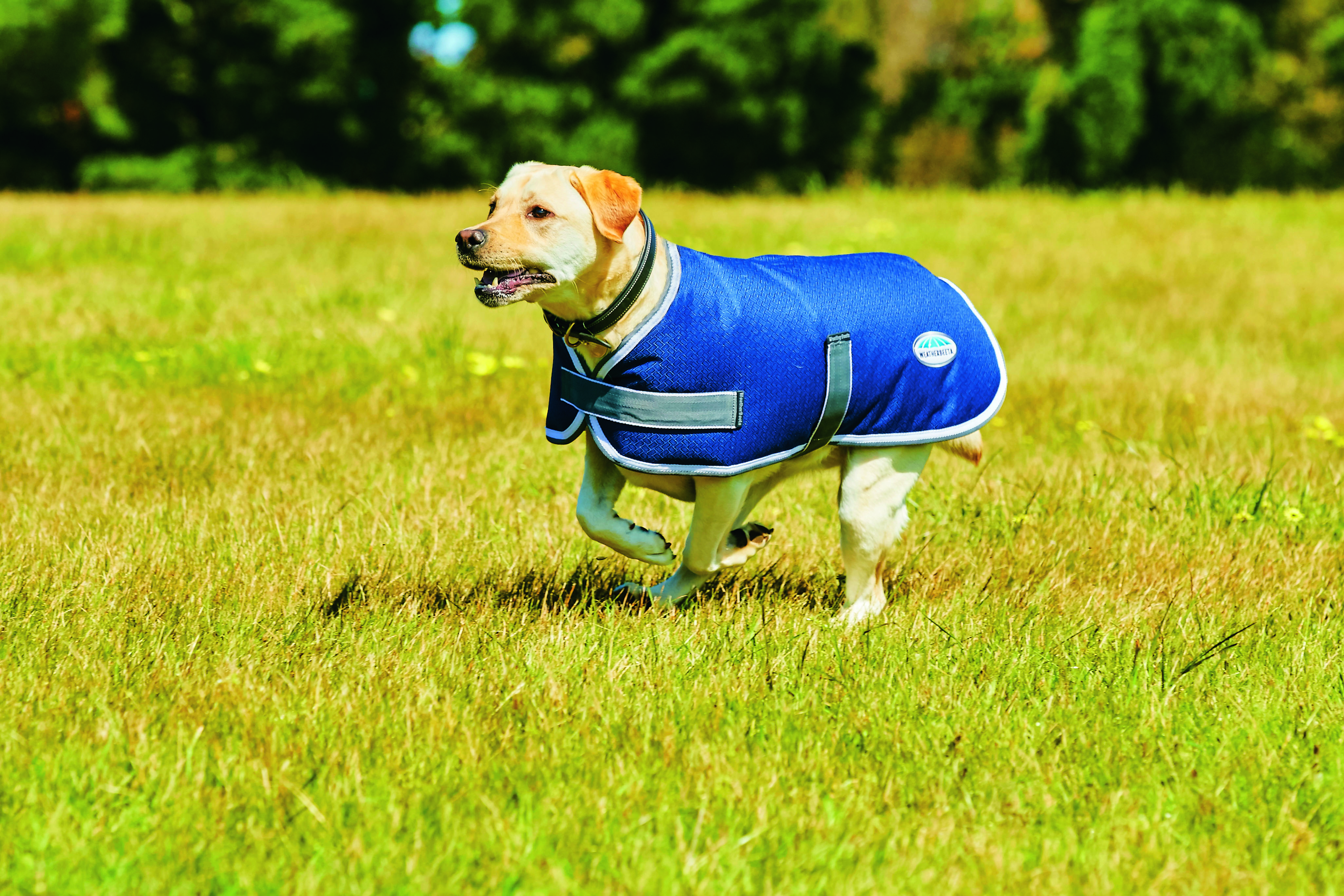 weatherbeeta arctic dog coat