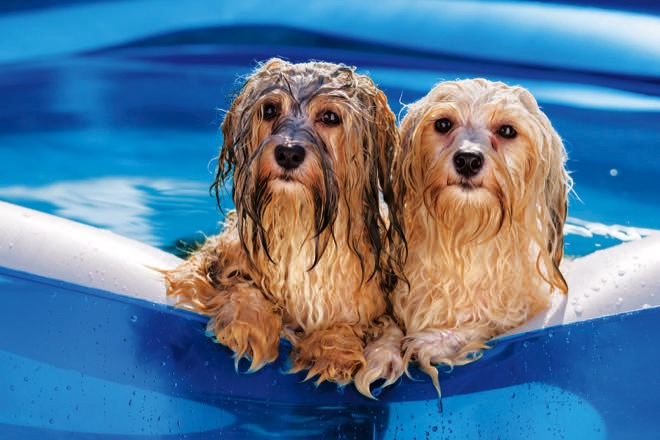 The heat is on: how to keep your dog cool this summer - Dogslife. Dog