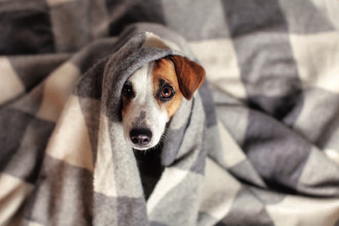 Dog storm clearance blanket