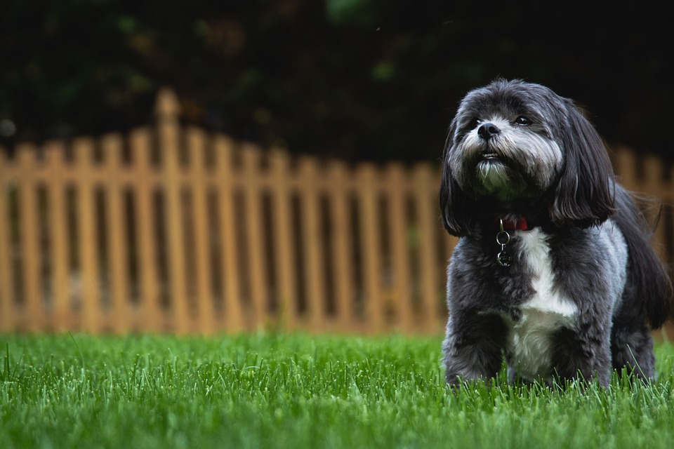 Do dogs need grass backyard