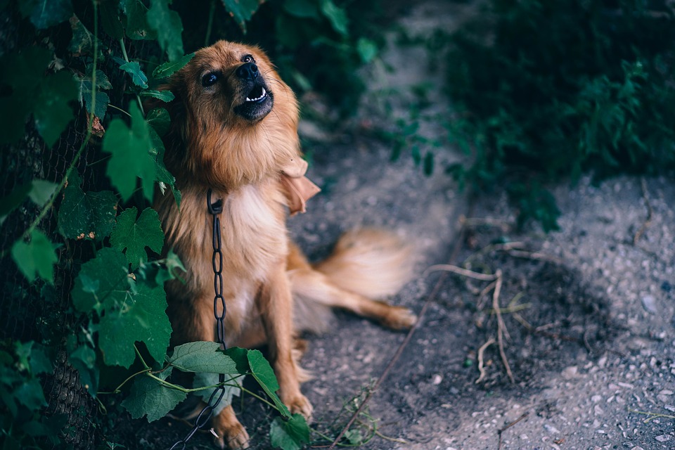 Dog zapper outlet for barking