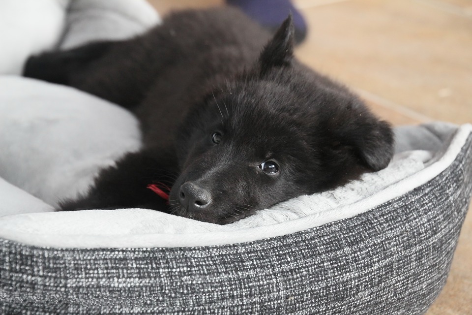 Choosing A Dog Bed? Tips To Ensure You Make The Right Choice - Dogslife ...