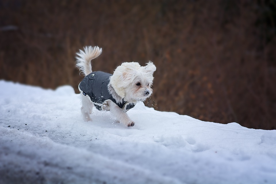 Tips for a happier winter with your pet
